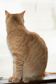 Photo, cat, tea tiger, sit down, 