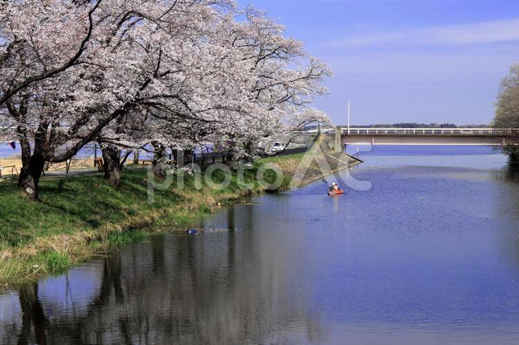 福岡堰の桜_3 桜,花,春の写真素材