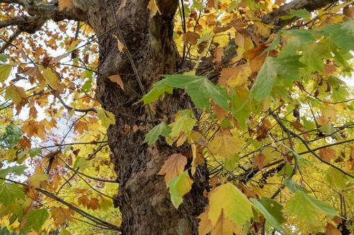 紅葉した木 風景,景色,秋の写真素材