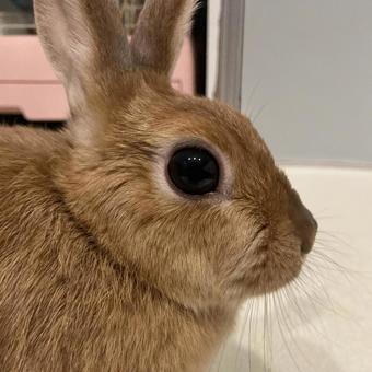 うさぎの横顔 うさぎ,ウサギ,かわいいの写真素材