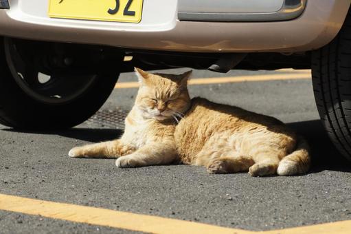ねこ 箱座り,飼い猫,家猫の写真素材