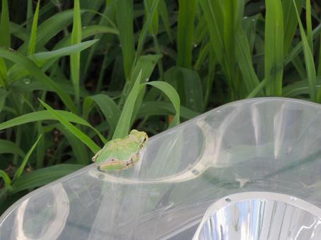 雨蛙 アマガエル 雨蛙 アマガエルの写真