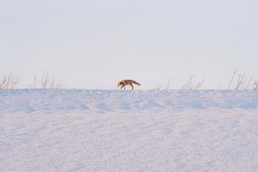 ロンリーフォックス ロンリーフォックス キツネ,キタキツネ,ひとりぼっちの写真素材