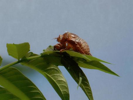 [Insect photo] Cicada shell, JPG