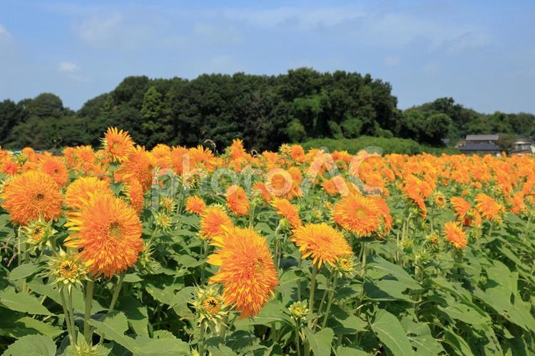 あけのひまわりフェスティバルの向日葵 向日葵,向日葵畑,あけのひまわりフェスティバルの写真素材
