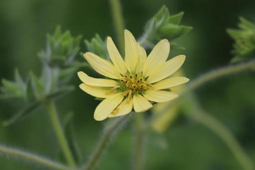 シリフィウムモウリーの黄色の花のアップ シリフィウムモウリーの黄色の花のアップ シリフィウムモウリー,黄色,花の写真素材