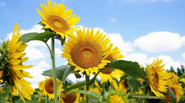 Sunflower - 155, JPG Sunflower - 155, JPG