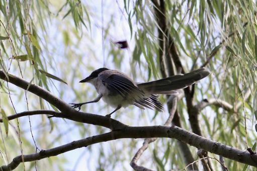 尾長鳥見上げる 尾長鳥見上げるの写真