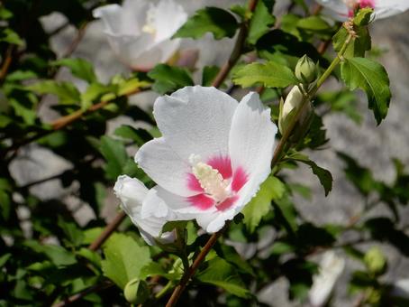 [Flower photo] White Rose of Sharon, JPG