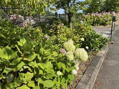 あじさい あじさい 徳島県,阿波市,熊谷寺の写真素材