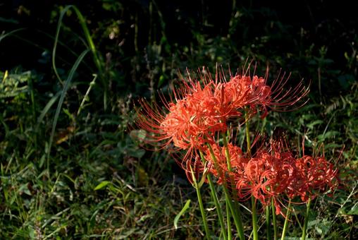 秋に咲く赤いヒガンバナの花 ヒガンバナ,秋,9月の写真素材