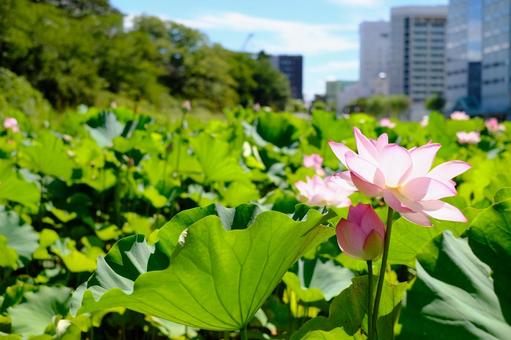 上野公園の蓮 上野公園,不忍池,上野の写真素材