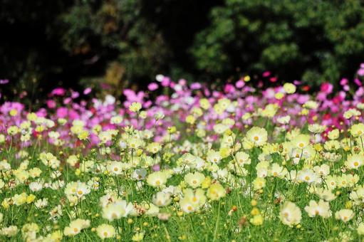 コスモス３７ コスモス,秋,かわいいの写真素材