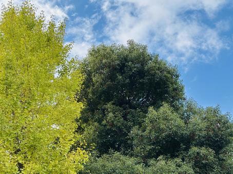 美しい木と青空 枝,木,青空の写真素材