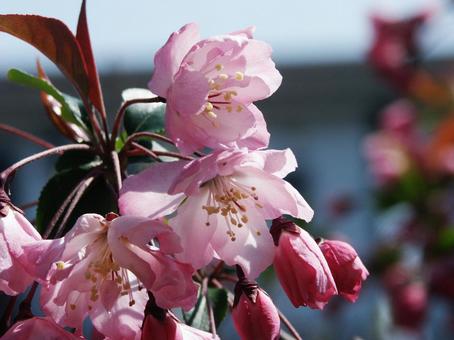 ハナカイドウ・花海棠　マクロ カイドウ,花木,紅桃色の写真素材
