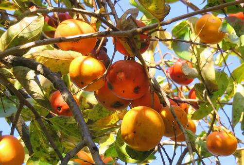 甘柿 柿,甘柿,秋の写真素材