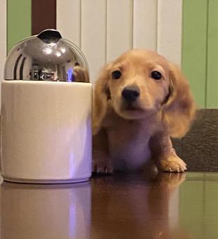 子犬3ヶ月 子犬3ヶ月の写真