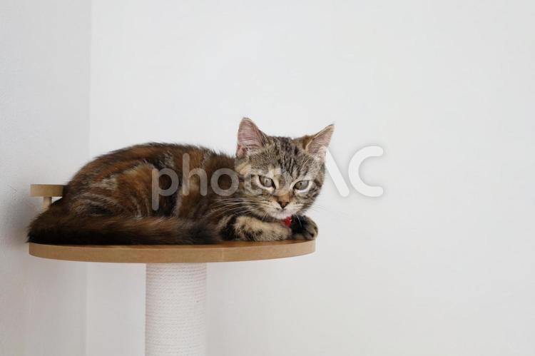 キャットタワーの上の猫 猫,可愛い,キュートの写真素材