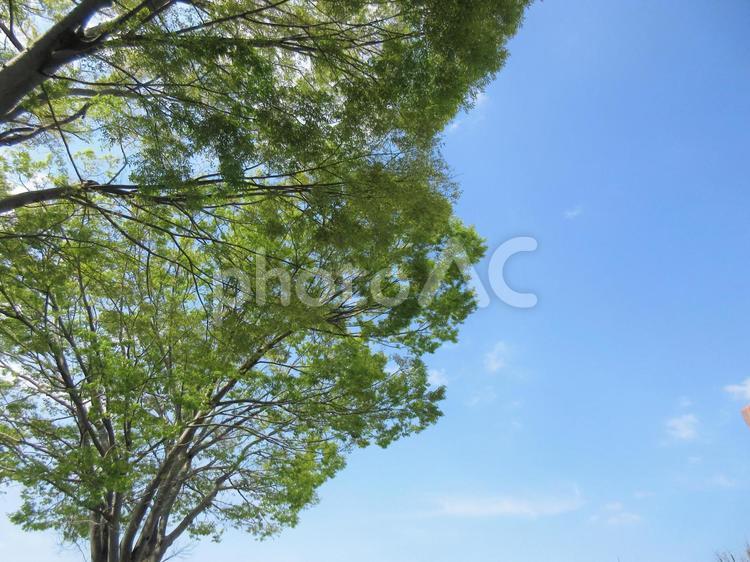 街路樹_02 緑,新緑,野外の写真素材