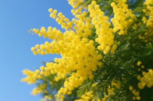 青空を背景に咲くミモザの花 青空を背景に咲くミモザの花の写真