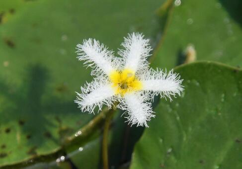 ガガブタ・鏡蓋　クローズアップ 浮葉植物,美しい,フリル状の写真素材