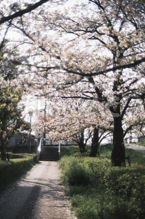 桜並木 桜並木,ソメイヨシノ,桜の写真素材
