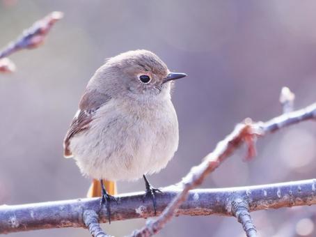 枝に止まるジョウビタキの雌 枝に止まるジョウビタキの雌 鳥,ジョウビタキ,冬の写真素材