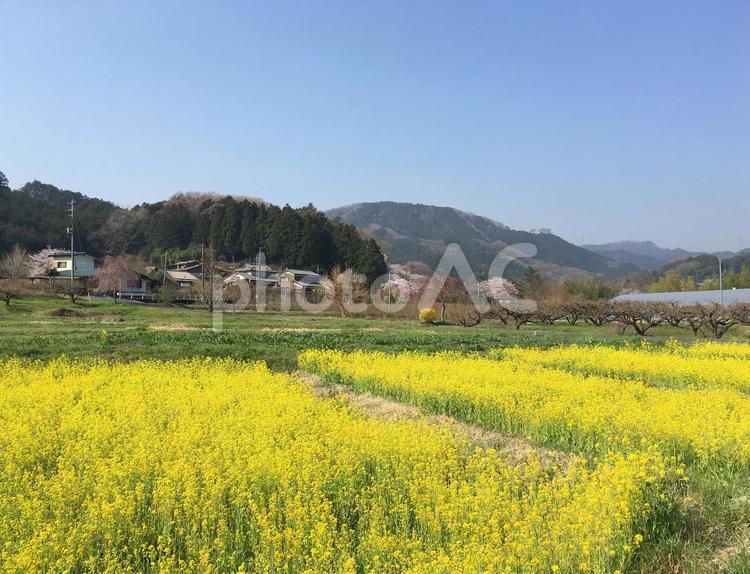 里山の風景と菜の花 菜の花,里山,花の写真素材