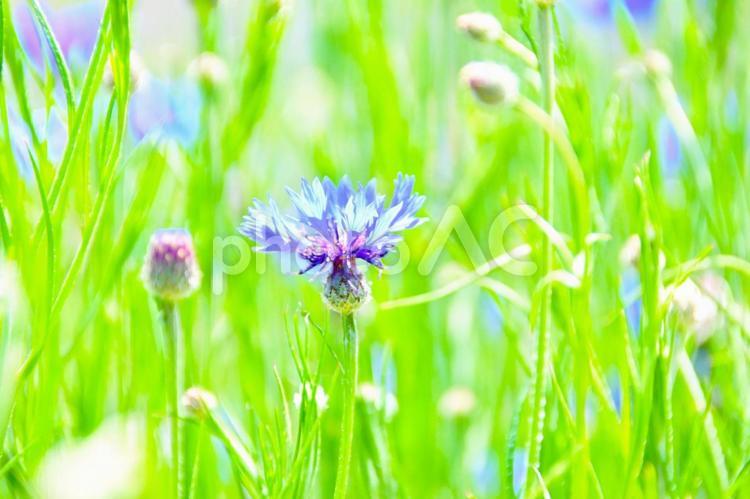 青色のヤグルマギク ヤグルマギク,花,矢車菊の写真素材