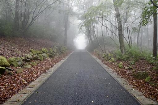霧に包まれる森の中の道 霧に包まれる森の中の道 道,霧,林道の写真素材