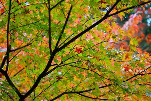 秋の景色　弥彦公園もみじ谷 紅葉,秋,黄葉の写真素材