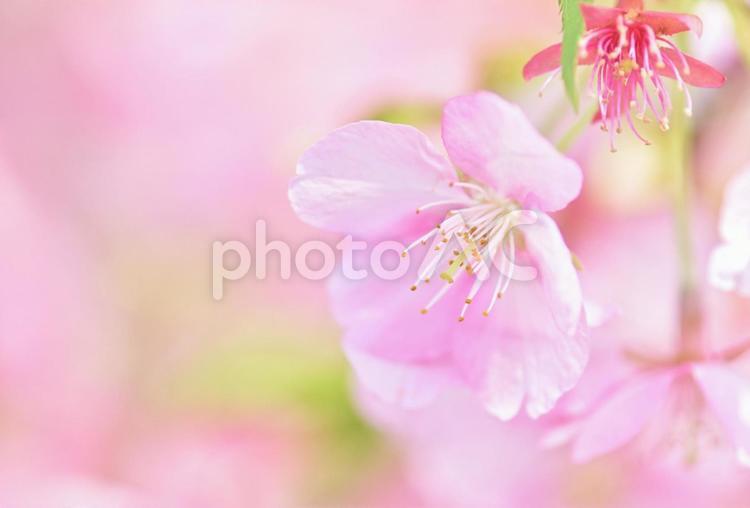 春の訪れ　満開の桜 桜,満開,さくらの写真素材