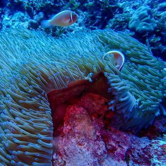 ハナビラクマノミ(正方形サイズ) ハナビラクマノミ,クマノミ,センジュイソギンチャクの写真素材