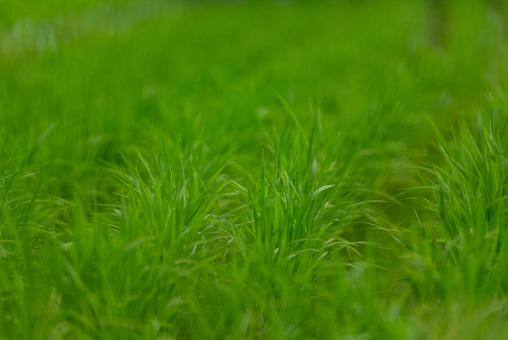 みずみずしい緑の草原 自然,風景,緑の写真素材