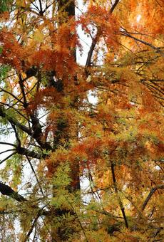ラクショウの葉のグラデーション～紅葉開始 ラクショウ,紅葉,葉の写真素材