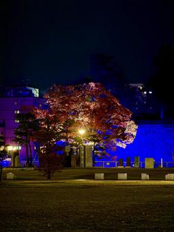 ライトアップされる紅葉　福井中央公園 紅葉,モミジ,ライトアップの写真素材