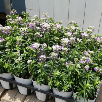 イベリス クイーンアメジストの苗 イベリス クイーンアメジストの苗 花,イベリス,クイーンアメジストの写真素材