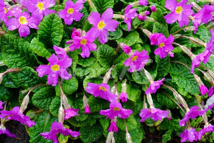 雨に濡れたピンクの花 ピンク,かわいい,小さなの写真素材