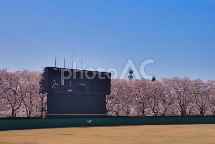 桜と野球場のスコアボード 桜,春,花の写真素材