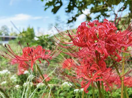 雨上がりの彼岸花 雨上がりの彼岸花 彼岸花,雨上がり,光の写真素材