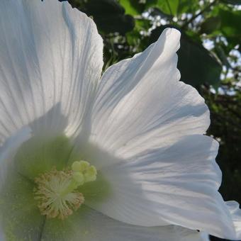 フヨウ(芙蓉) フヨウ(芙蓉)の写真