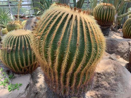 サボテン サボテン 植物,サボテン,トゲの写真素材