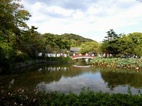 10月、鶴岡八幡宮参道より弁天島を望む 鶴岡八幡宮,源氏池,鎌倉市の写真素材