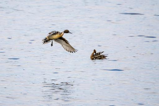 オナガガモ⑶ カモ,オナガガモ,飛翔の写真素材