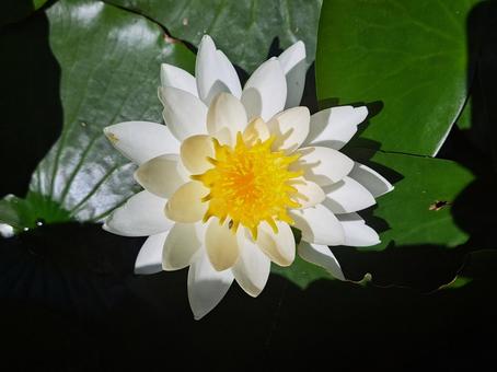 睡蓮2 睡蓮2の写真