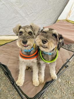 キャンプ中に寄り添うワンコ キャンプ中に寄り添うワンコ 犬,ミニチュアシュナウザー,ペットの写真素材