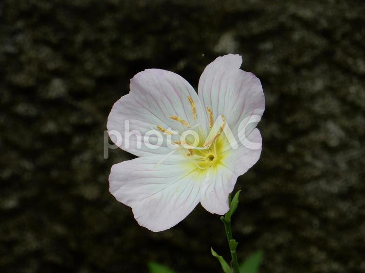 【花の写真】ヒルザキツキミソウ ヒルザキツキミソウ,昼咲月見草,ツキミソウの写真素材