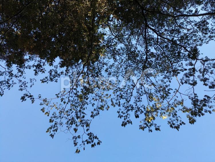 青空と樹木 木,空,陰影の写真素材