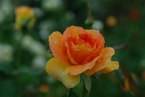 薔薇　オレンジのバラ　雫　水滴 薔薇,rose,マクロ撮影の写真素材