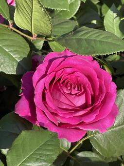 薔薇 薔薇の写真